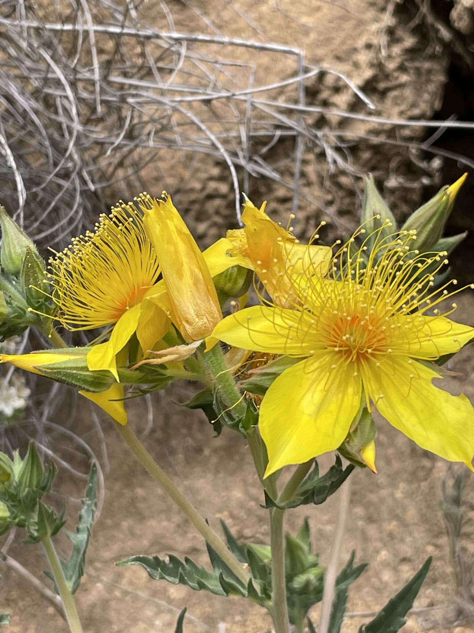 Image of Sierra blazingstar