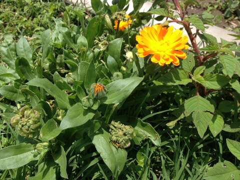 Image of pot marigold