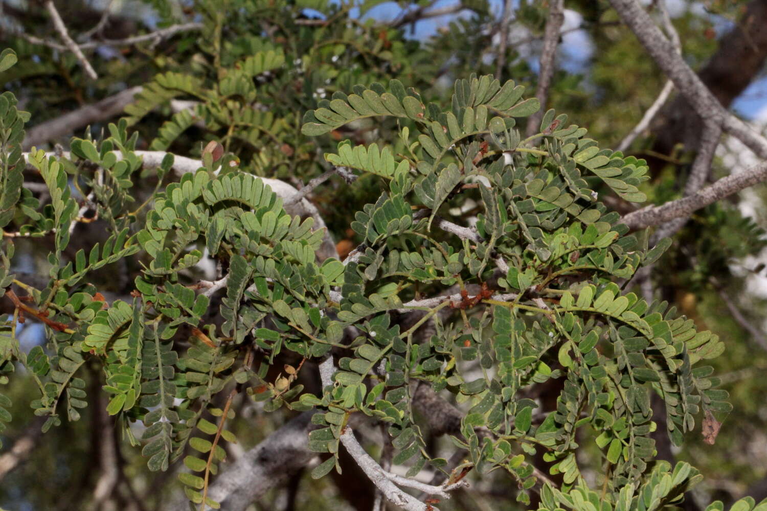 Plancia ëd Archidendropsis basaltica (F. Muell.) I. C. Nielsen