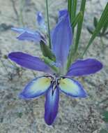 Image of Babiana nana subsp. maculata (Klatt) Goldblatt & J. C. Manning