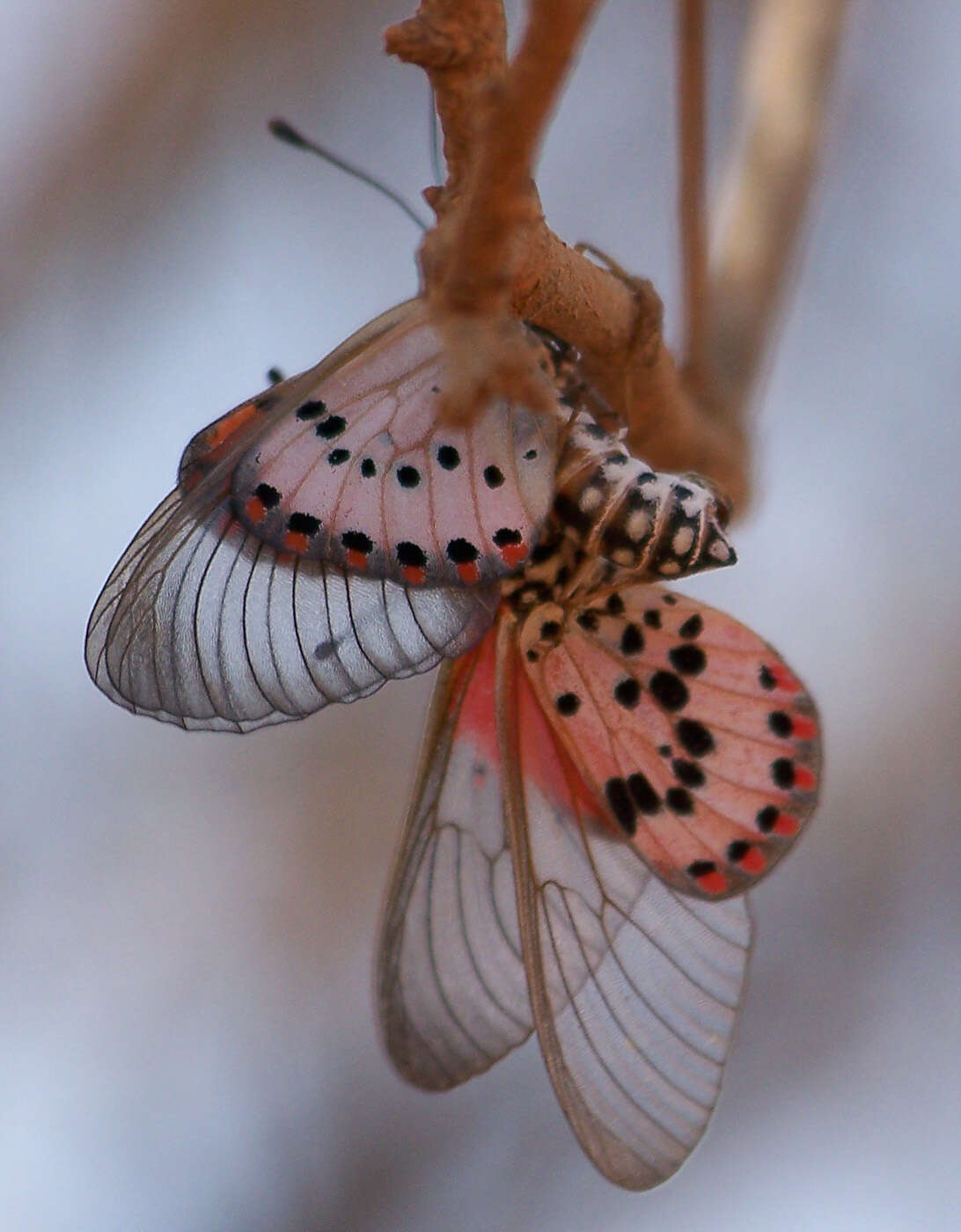 Acraea ranavalona Boisduval 1833的圖片