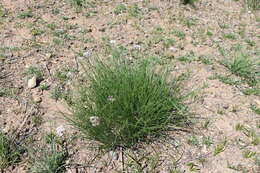 Image of Allium polyrhizum Turcz. ex Regel