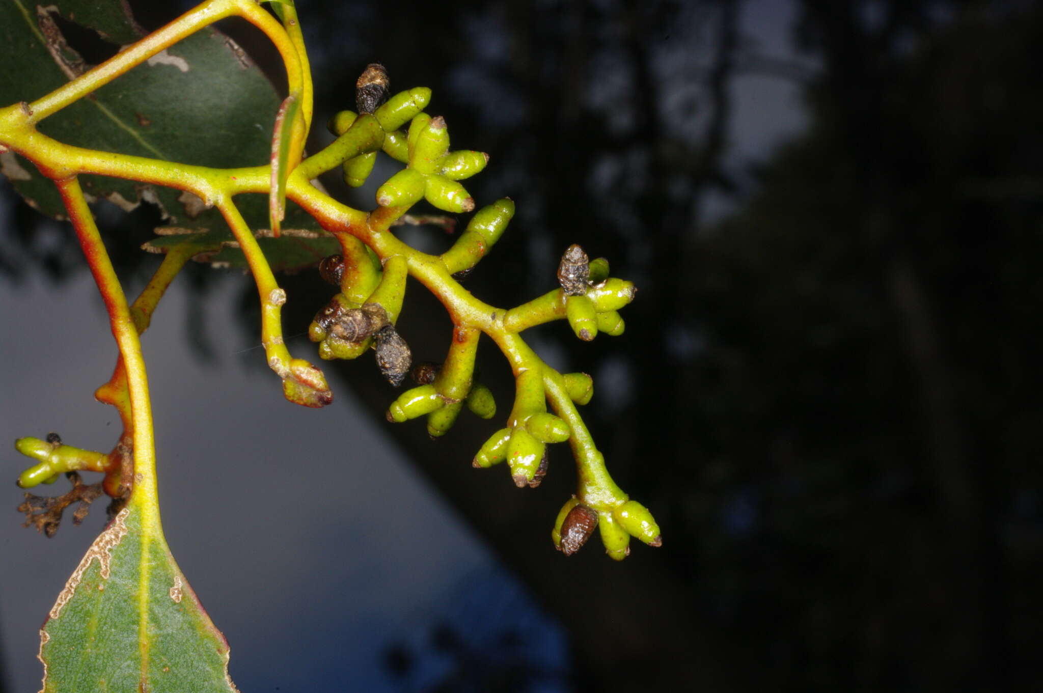 Слика од Eucalyptus behriana F. Müll.