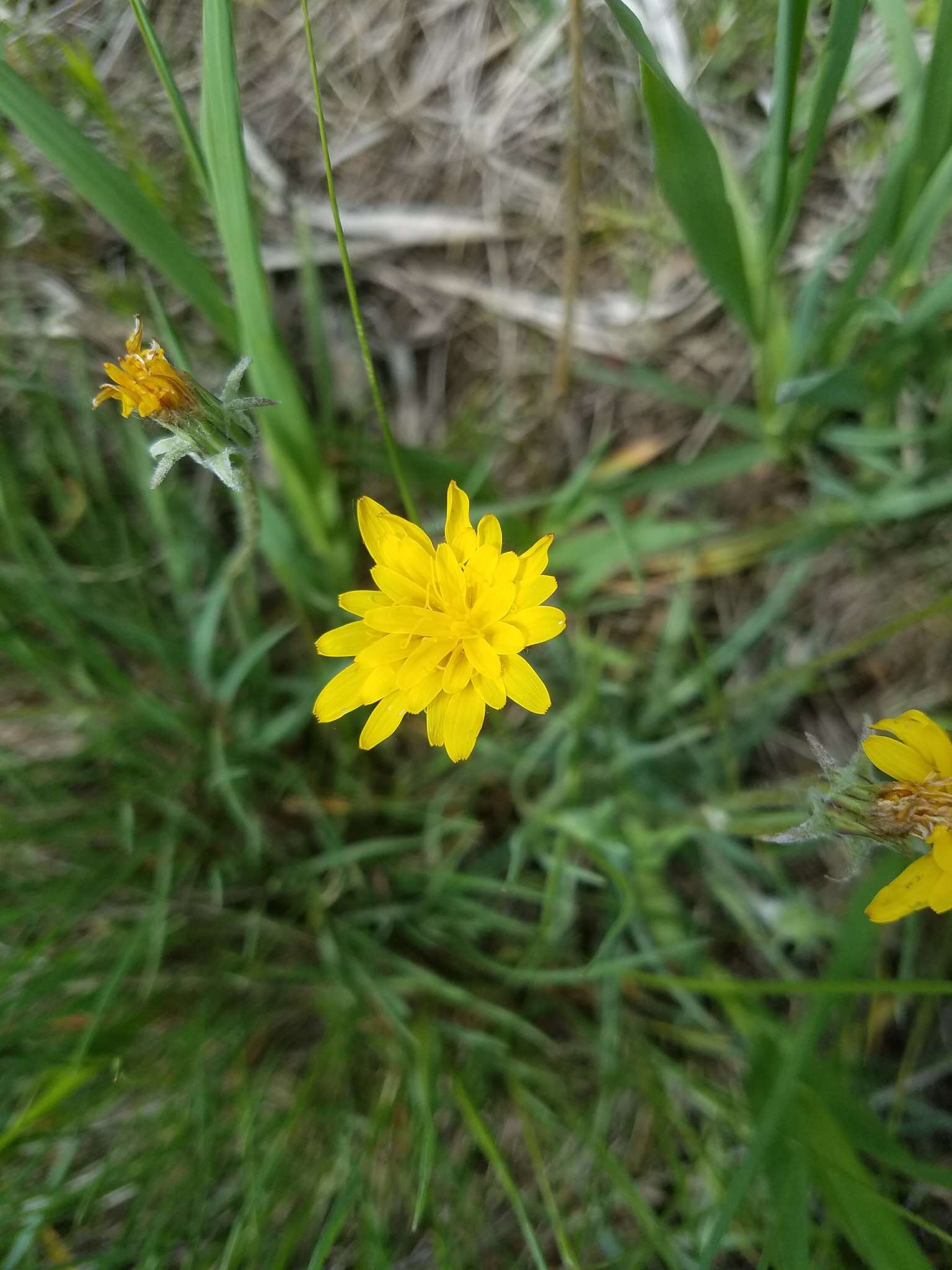 صورة Agoseris parviflora (Nutt.) D. Dietr.