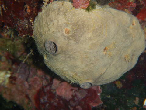 Image of grey leather sponge