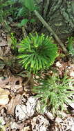 Imagem de Dendrolycopodium obscurum (L.) A. Haines