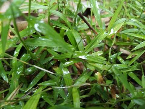 Plancia ëd Ottochloa gracillima C. E. Hubb.