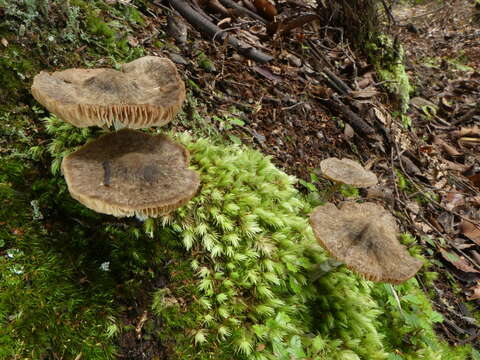 Image of Entoloma translucidum E. Horak 1973