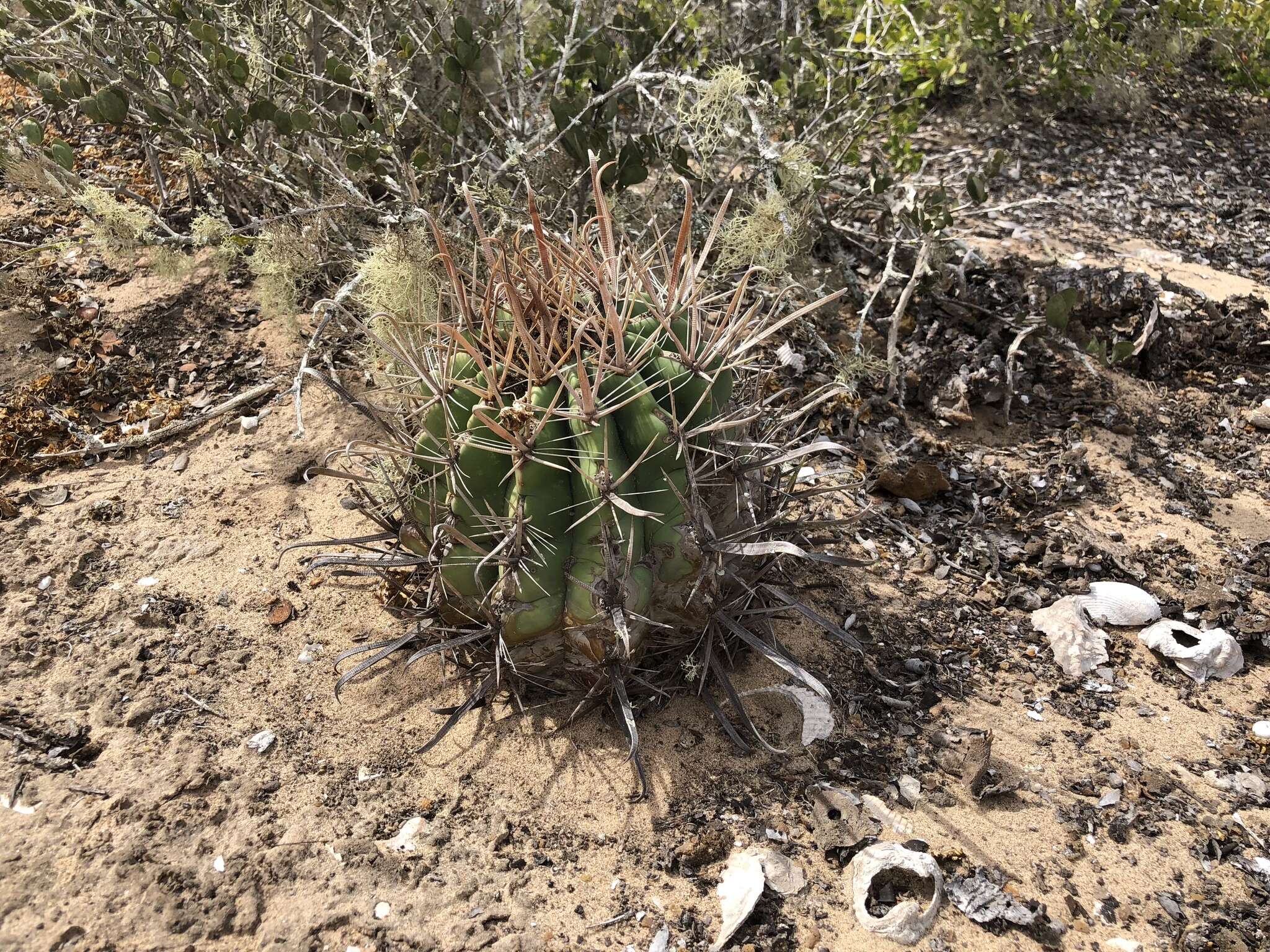 Ferocactus santa-maria Britton & Rose resmi