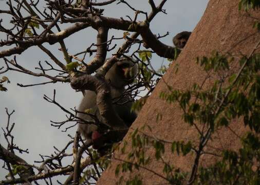 Image of hamadryas baboon