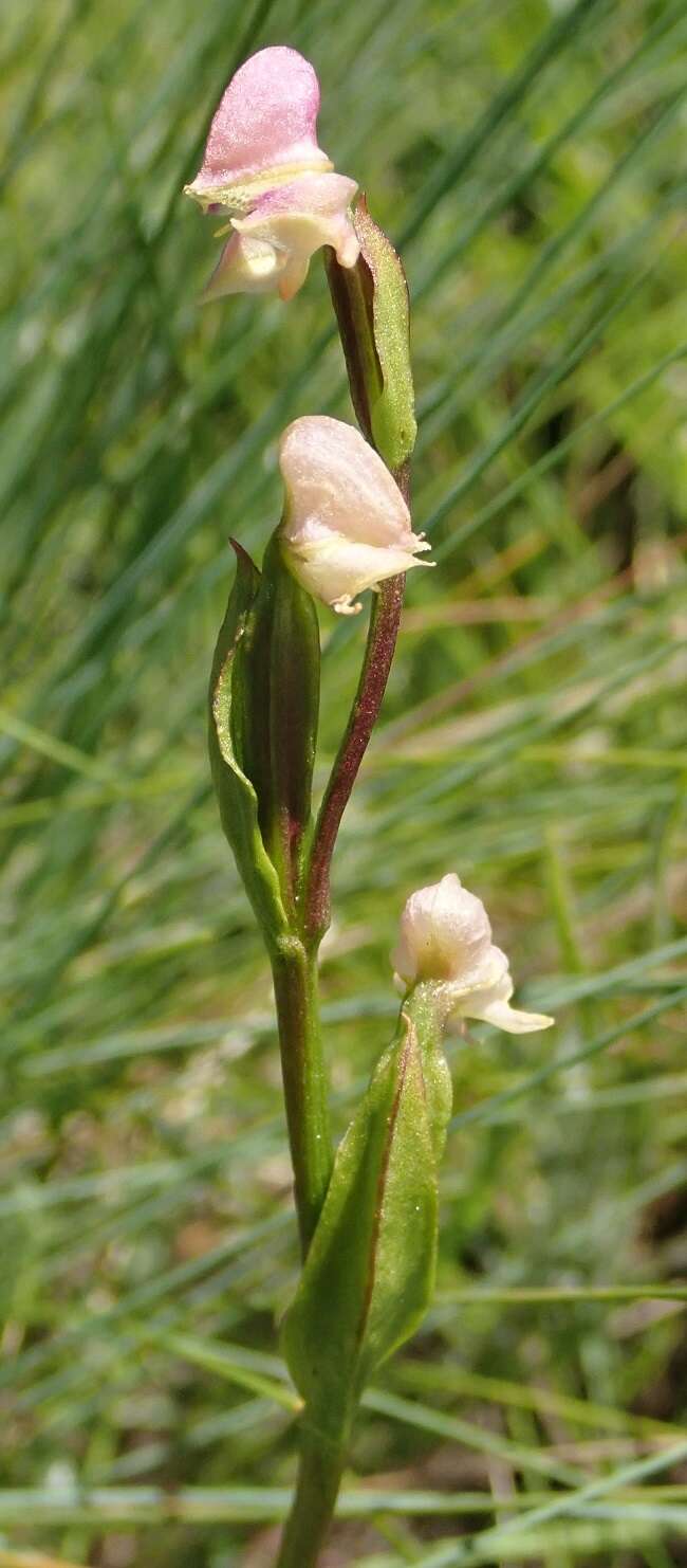 Image of Disperis concinna Schltr.