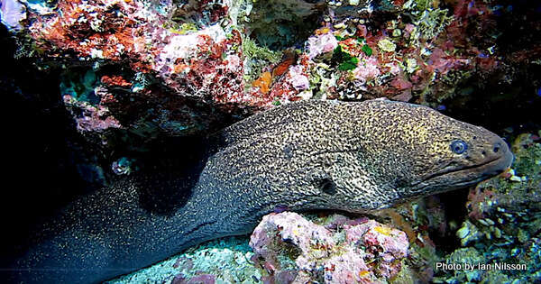 Image of Griffin&#39;s moray