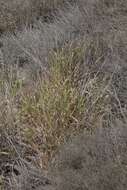 Image of giant wildrye