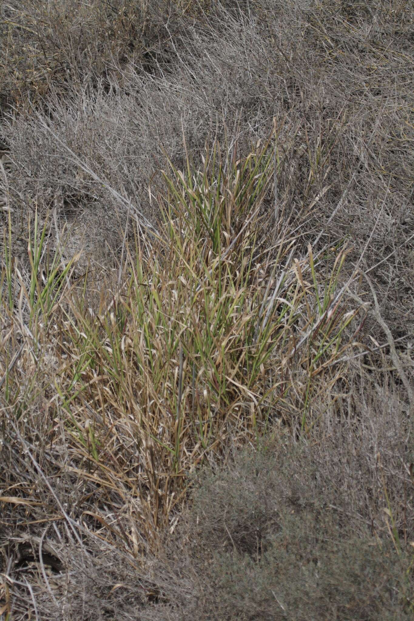 Image of giant wildrye