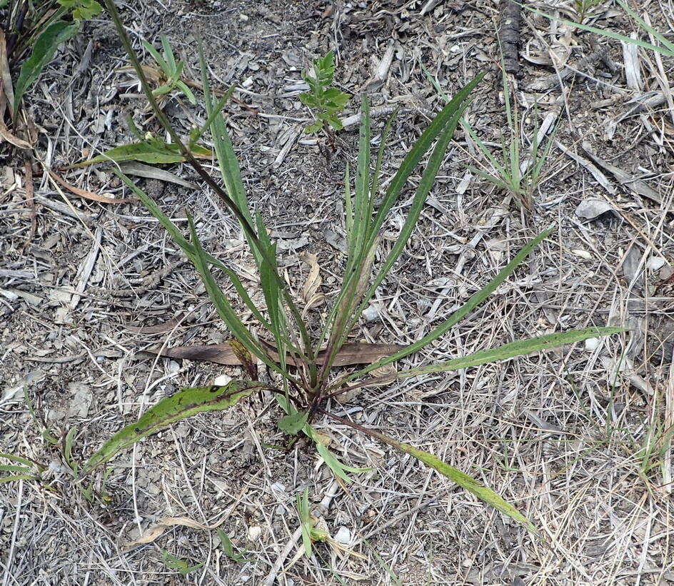 Image of Cephalaria humilis (Thunb.) Roem. & Schult.