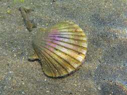 Image of St.James's scallop