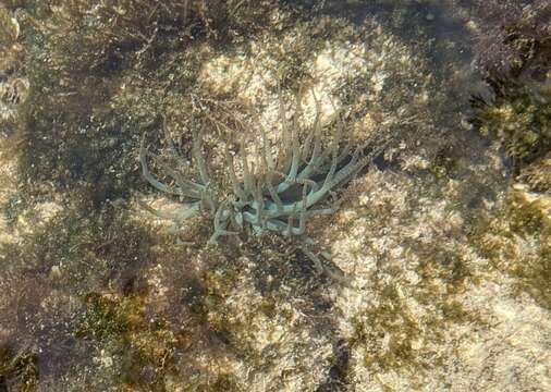 Image of ringed anemone