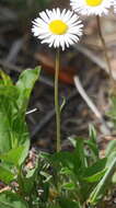 Image of Navajo fleabane