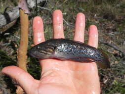 Image of Purple-spotted gudgeon