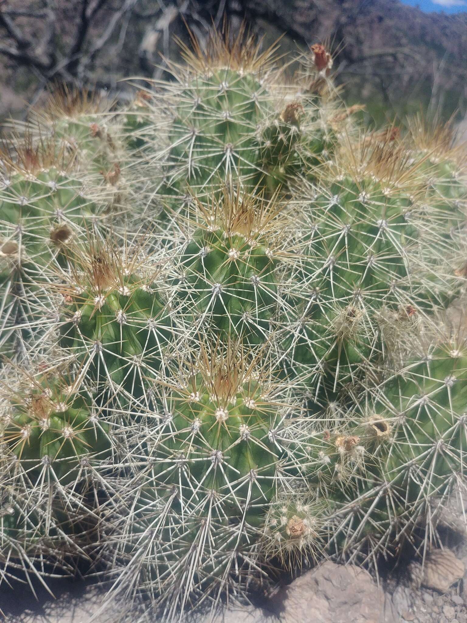 Image of Echinocereus santaritensis W. Blum & Rutow