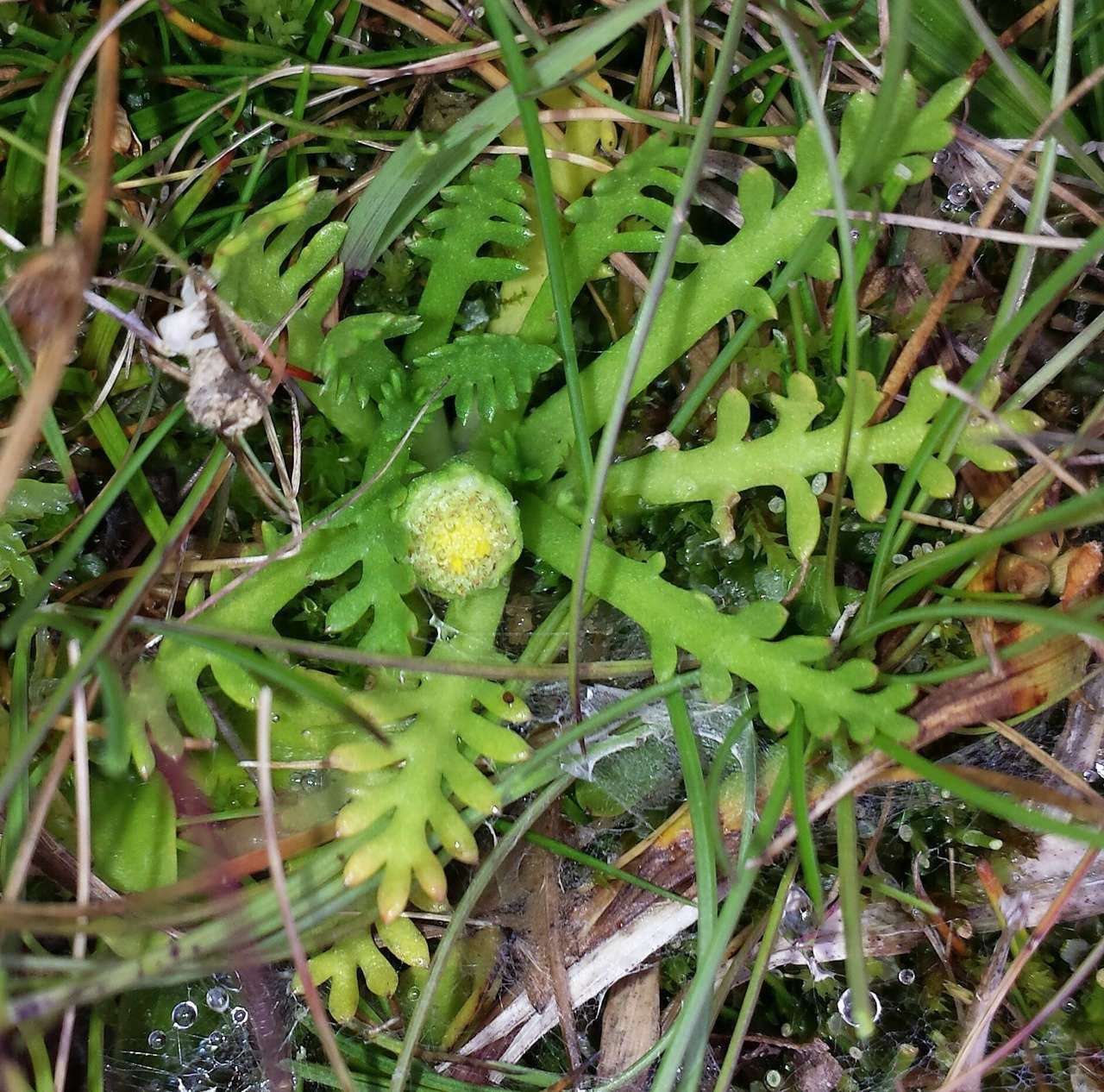 Image of Cotula alpina (Hook. fil.) Hook. fil.