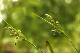 Image de Luzula pallescens Sw.