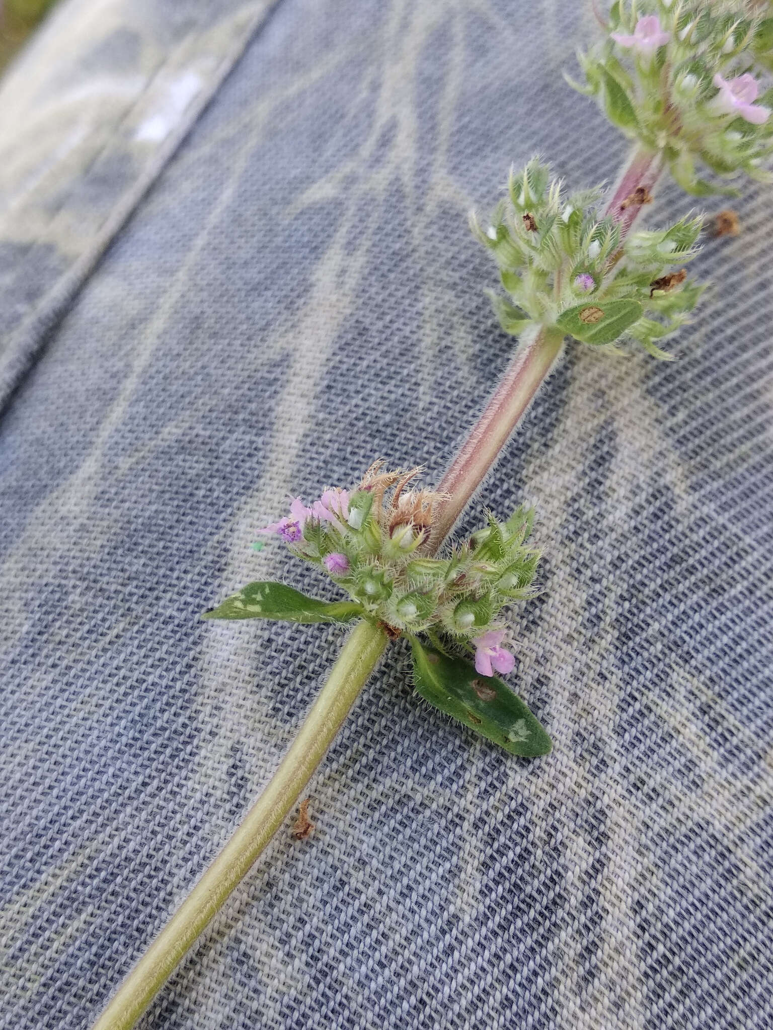 Image of Thymus dacicus Borbás