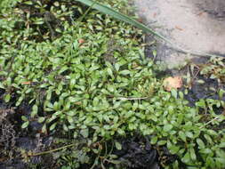 Imagem de Glossostigma elatinoides (Benth.) Benth. ex Hook. fil.