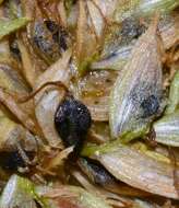 Imagem de Cyperus elegans L.