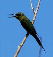 Image of Blue-cheeked Bee-eater