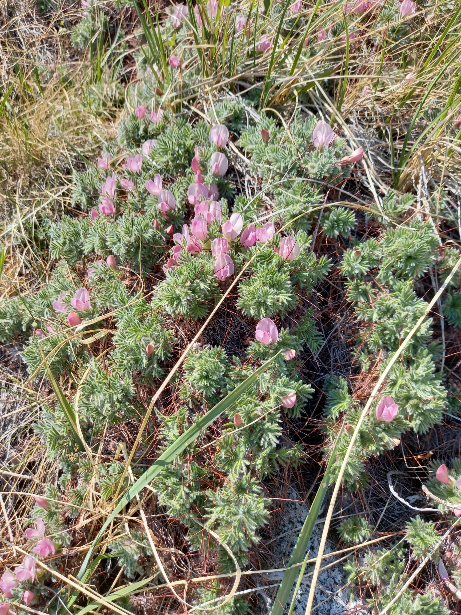 Image of Shag-Shine Peashrub