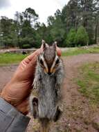 Image of Durango Chipmunk