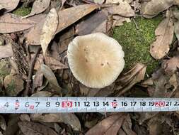 Image of Russula sororia (Fr.) Romell 1891