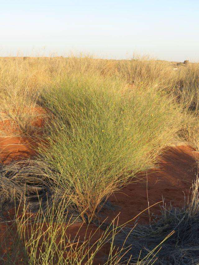 Crotalaria spartioides DC.的圖片