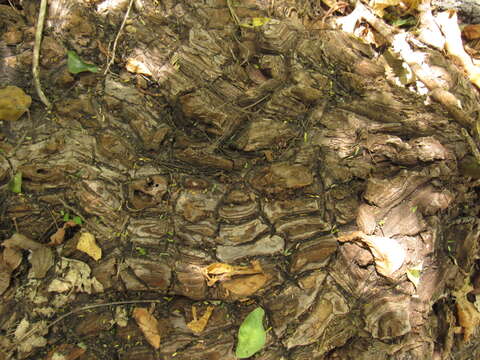 Image of Dioscorea mexicana Scheidw.