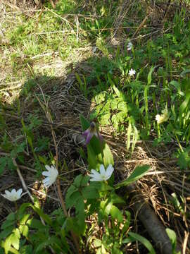 Image of Irkutsk anemone