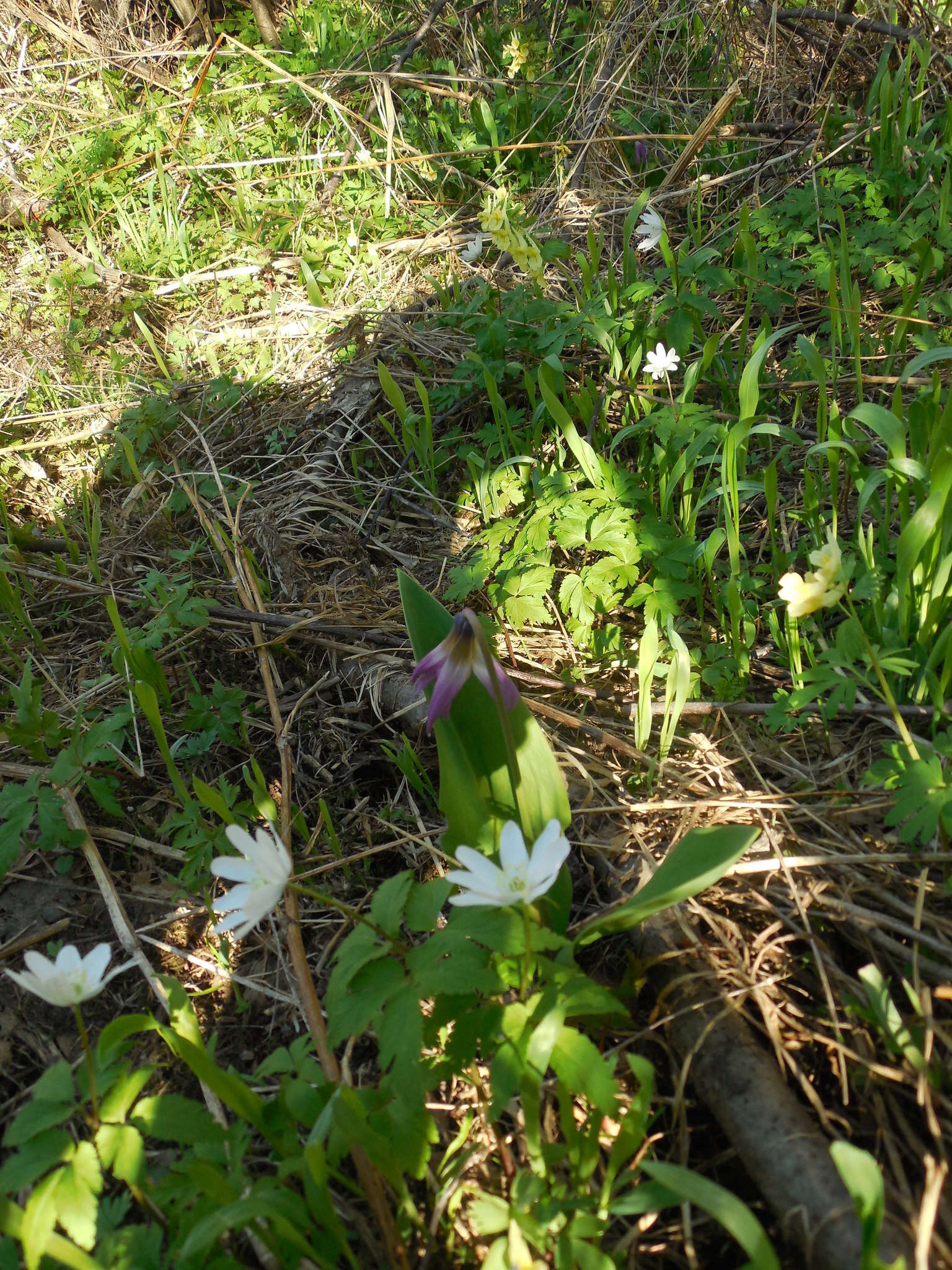 Anemone altaica Fisch. ex C. A. Mey.的圖片