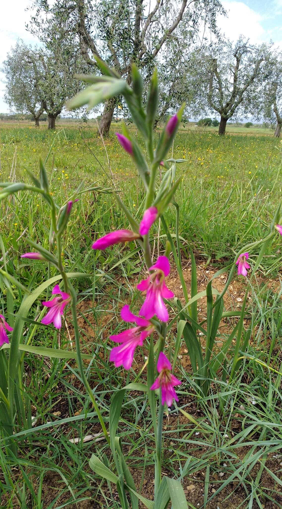 Image of Common Sword Lily