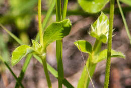 Image of pearly globe amaranth