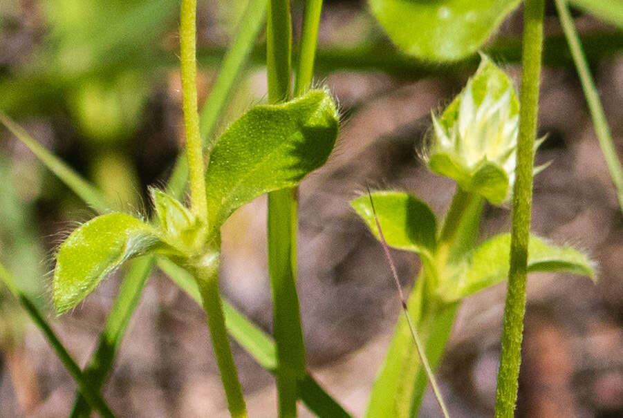 Image of pearly globe amaranth