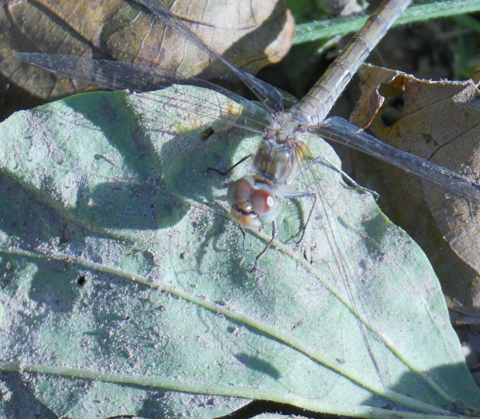 Image of Common Darter