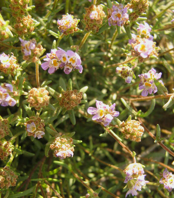 Image of Melanospermum foliosum (Benth.) O. M. Hilliard