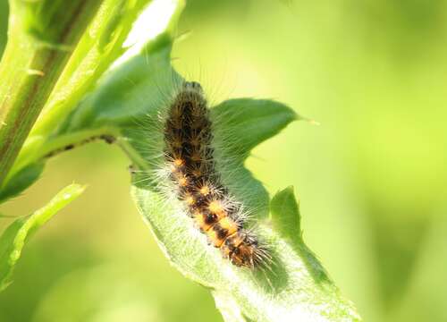 Acronicta auricoma Schiffermüller 1776 resmi