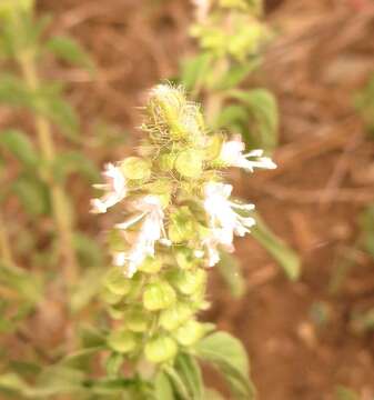 Imagem de Ocimum americanum var. americanum