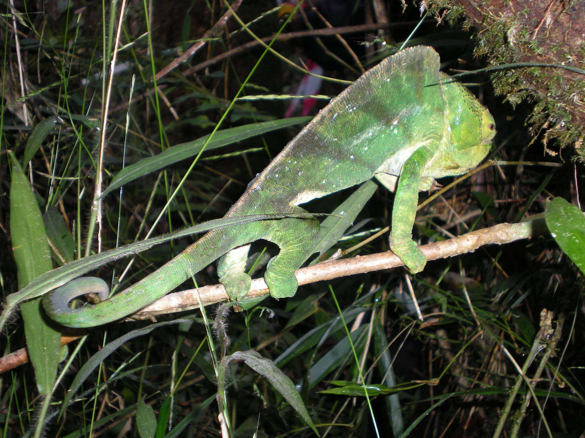 Image of Parson’s chameleon