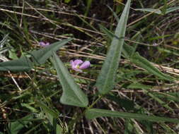 Image of tepary bean