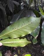 Image of Banana-shaped scale