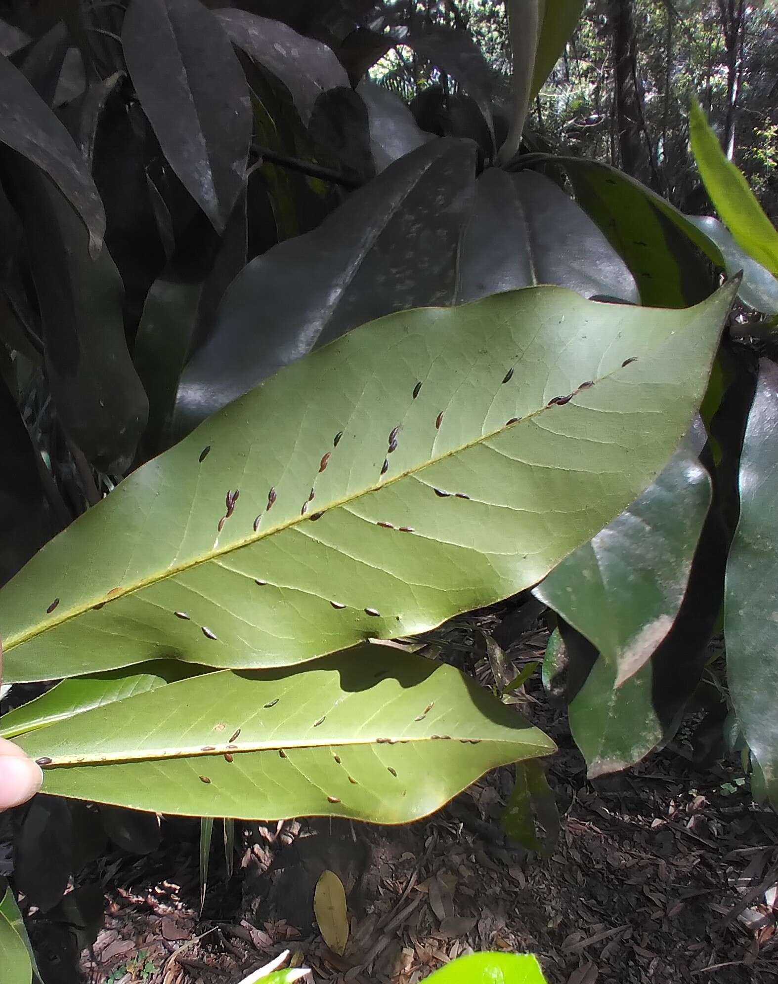 Image of Banana-shaped scale