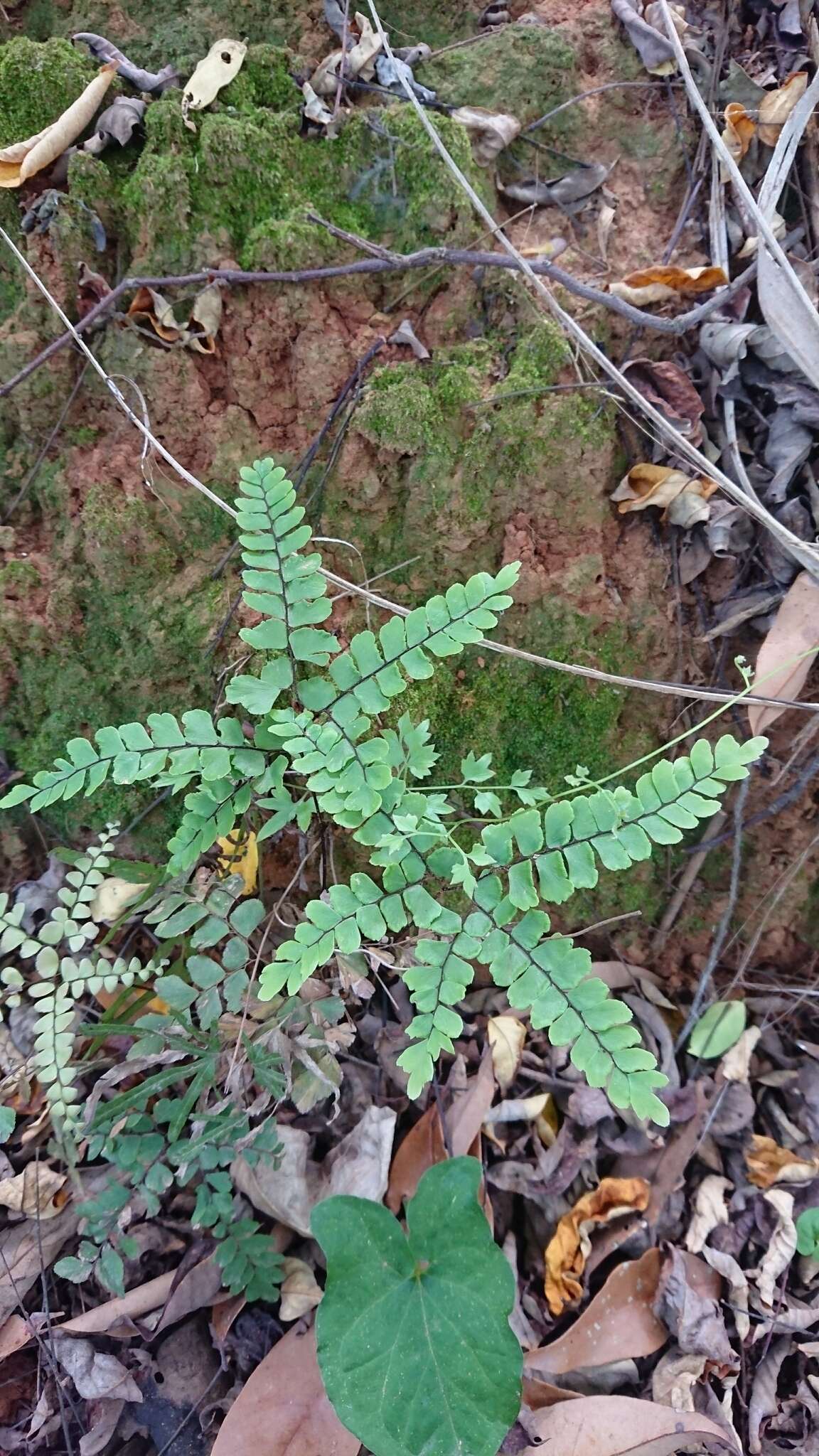 Adiantum flabellulatum L.的圖片