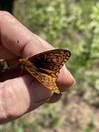 Image of Speyeria hesperis capitanensis R. Holland 1988